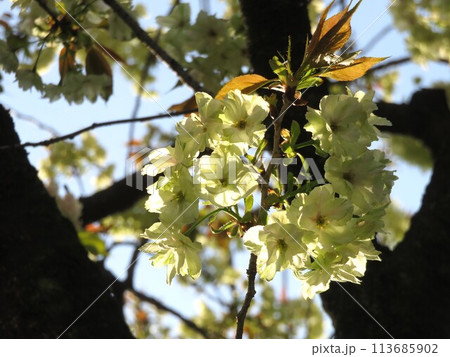 御衣黄桜 113685902