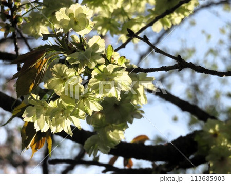 御衣黄桜 113685903