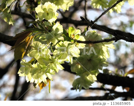 御衣黄桜 御衣黄桜 113685905