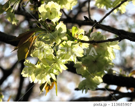 御衣黄桜 御衣黄桜 113685907