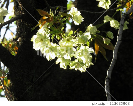 御衣黄桜 113685908