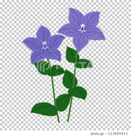 風鈴草（風鈴草）的插圖 113685913