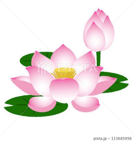 蓮のイラスト 113685956