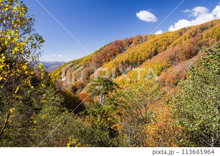 紅葉ドライブ《岐阜県野麦峠周辺》 113685964