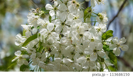 Flowers bloom on fruit trees in spring Flowers bloom on fruit trees in spring 113686150