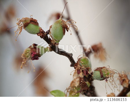 Flowers bloom on fruit trees in spring 113686153