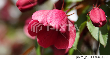 Flowers bloom on fruit trees in spring 113686159