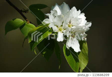 Flowers bloom on fruit trees in spring 113686209