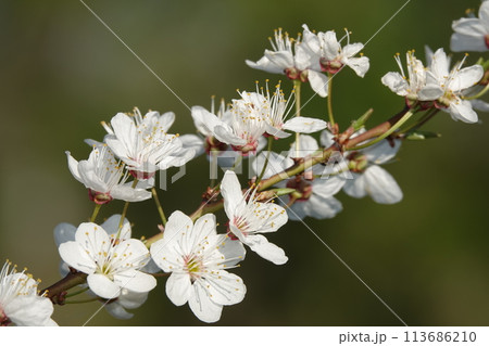 Flowers bloom on fruit trees in spring Flowers bloom on fruit trees in spring 113686210