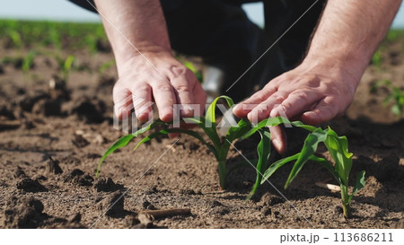 Hands touching sprout of corn sapling. Palms fingers man checking health condition of fresh green plant touch leaves take care of crops sowings seedlings, engage in agriculture on farm, manual labor. Hands touching sprout of corn sapling. Palms fingers man checking health condition of fresh green plant touch leaves take care of crops sowings seedlings, engage in agriculture on farm, manual labor. 113686211