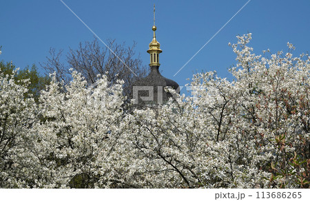 Magnolia officinalis tree with large flowers on the branches during the flowering period in spring Magnolia officinalis tree with large flowers on the branches during the flowering period in spring 113686265