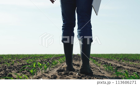 Farmer walks through agricultural field. Businessman man farmer checks beds walks through cornfield with tablet assesses condition of soil plants checks health of plants presence of pests diseases. 113686271