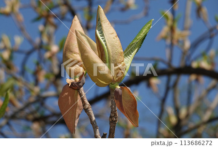 Magnolia officinalis tree with large flowers on the branches during the flowering period in spring 113686272