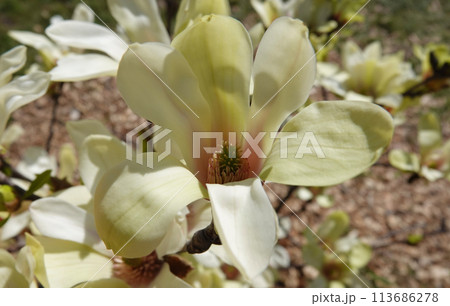 Magnolia officinalis tree with large flowers on the branches during the flowering period in spring 113686278