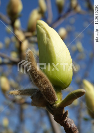 Magnolia officinalis tree with large flowers on the branches during the flowering period in spring Magnolia officinalis tree with large flowers on the branches during the flowering period in spring 113686280
