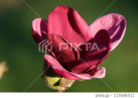 Magnolia lilyflower tree with large burgundy flower buds close-up 113686311