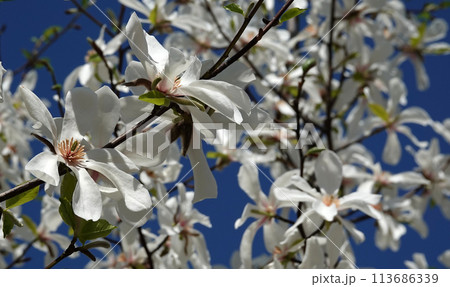 Magnolia stellata flowers emerging from buds in early spring Magnolia stellata flowers emerging from buds in early spring 113686339