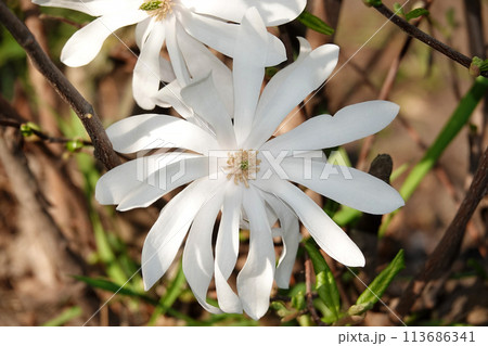 Magnolia stellata flowers emerging from buds in early spring 113686341