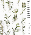 Olive branches layout with sprouts isolated on white background top view minimalism pattern  113686448