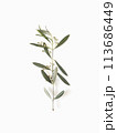 Olive branch with sprouts isolated on white background top view minimalism  113686449