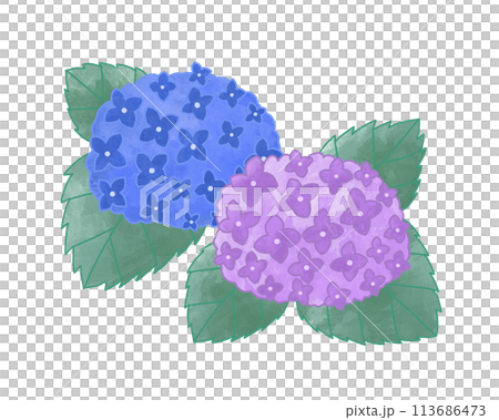Purple and blue hydrangeas 113686473