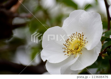 ナニワイバラ 113686476