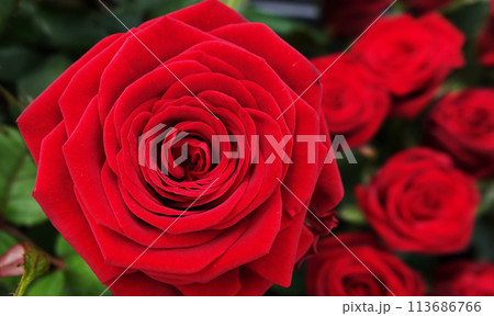 Rose flower close-up is a perennial bush plant of the Rosaceae family, genus Rosehip 113686766