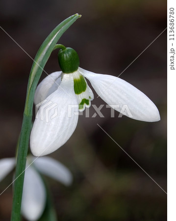 Snowdrop flower or Galanthus or milk flower is a herbaceous perennial plant of the Liliaceae family Snowdrop flower or Galanthus or milk flower is a herbaceous perennial plant of the Liliaceae family 113686780