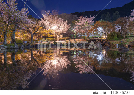 京都・円山公園　夜のひょうたん池に映る幻想的な逆さ桜 113686785
