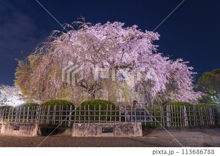 京都　真夜中の円山公園の祇園しだれ桜 113686788