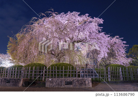 京都　真夜中の円山公園の祇園しだれ桜 113686790