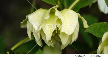 Hellebore flowers close-up on a flowerbed 113686792