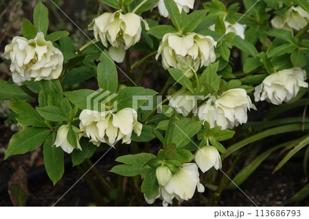 Hellebore flowers close-up on a flowerbed 113686793