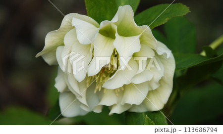 Hellebore flowers close-up on a flowerbed Hellebore flowers close-up on a flowerbed 113686794