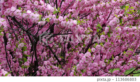 Almond triloba is a flowering plant shrub 113686803