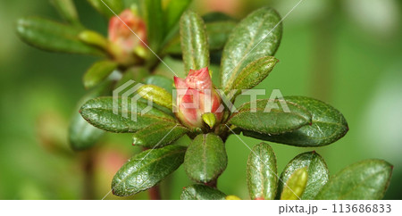 Red azalea flowers bloom with pink flowers during the flowering period 113686833