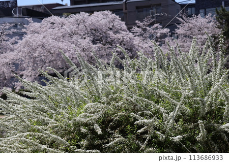 満開の白い花のユキヤナギにピント合わせ奥の桜の花をぼかして撮影した風景 113686933