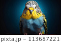 portrait of a cute budgie 113687221