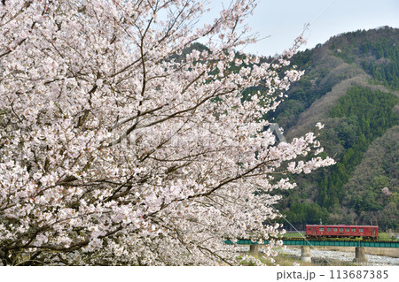 桜と第二八東川を渡る若桜鉄道の「八頭号」 桜と第二八東川を渡る若桜鉄道の「八頭号」 113687385