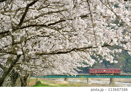 桜と第二八東川を渡る若桜鉄道の「八頭号」 桜と第二八東川を渡る若桜鉄道の「八頭号」 113687386