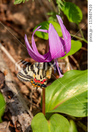 ヒメギフチョウ 113687410