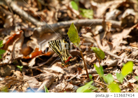 ヒメギフチョウ ヒメギフチョウ 113687414