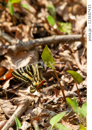 ヒメギフチョウ ヒメギフチョウ 113687415