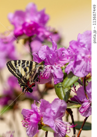 ヒメギフチョウ ヒメギフチョウ 113687449