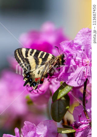 ヒメギフチョウ 113687450