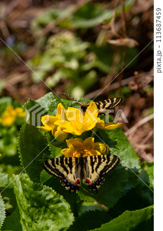 ヒメギフチョウ ヒメギフチョウ 113687459