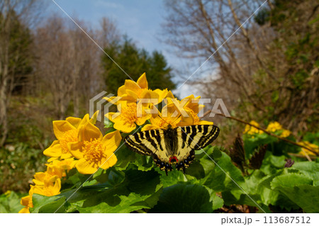 ヒメギフチョウ ヒメギフチョウ 113687512