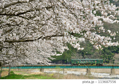 桜と第二八東川橋梁を渡る若桜鉄道の「若桜号」 113687556
