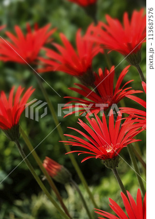 春4月ガーベラの赤い花 春4月ガーベラの赤い花 113687576