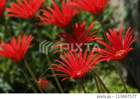 春4月ガーベラの赤い花 春4月ガーベラの赤い花 113687577